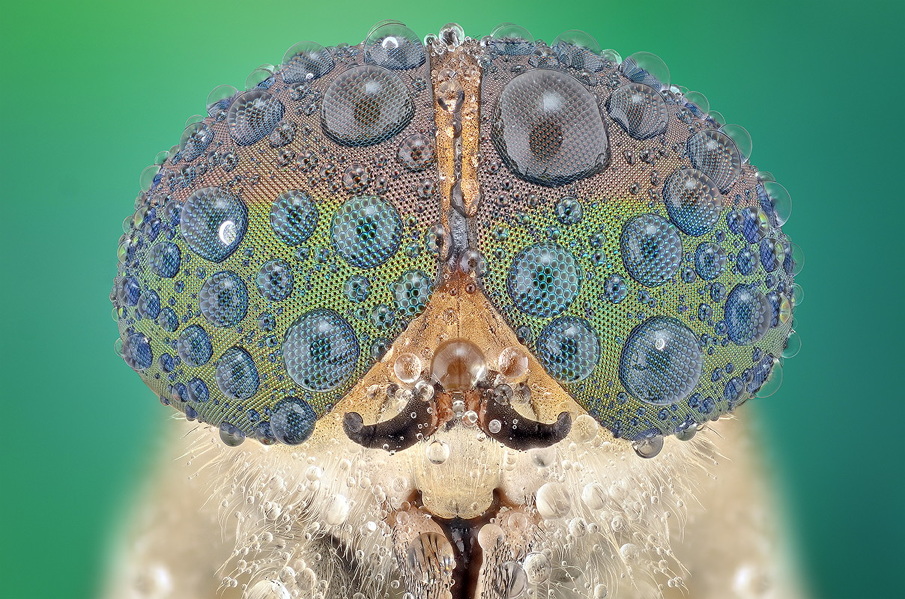 Amazing Macro photographs of insect eyes