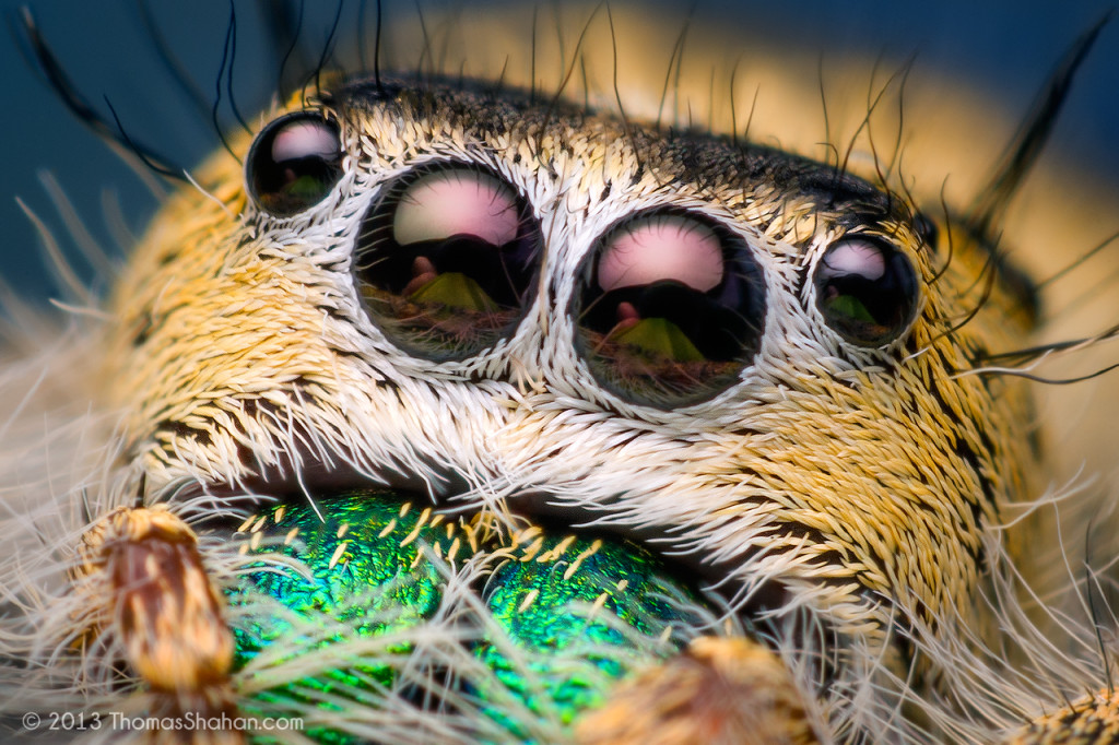 Amazinng Macro Photography Spider