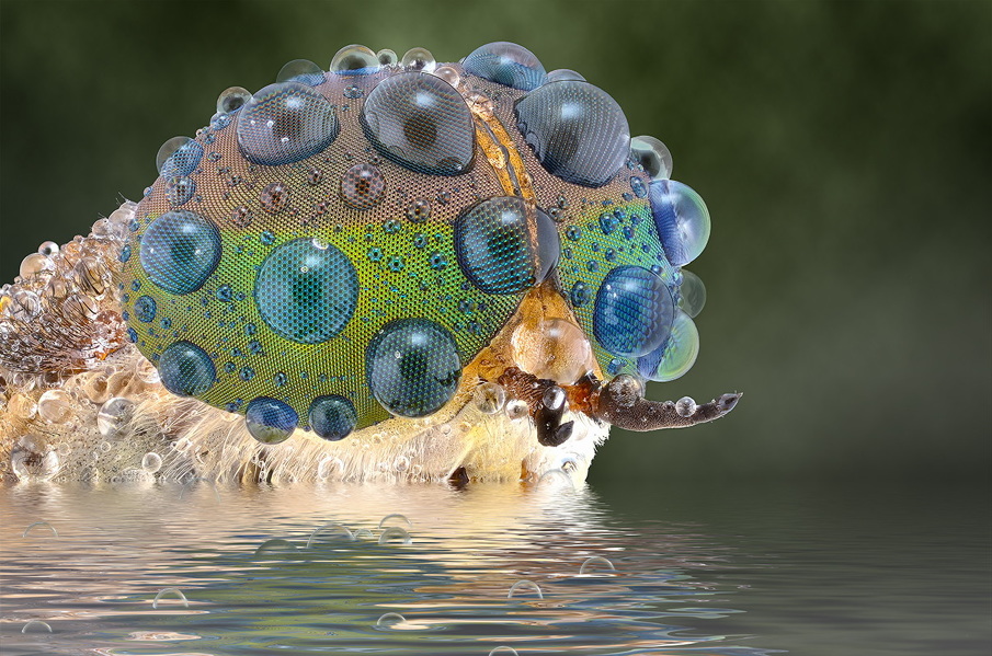 Wonderful Macro photographs of insect eyes