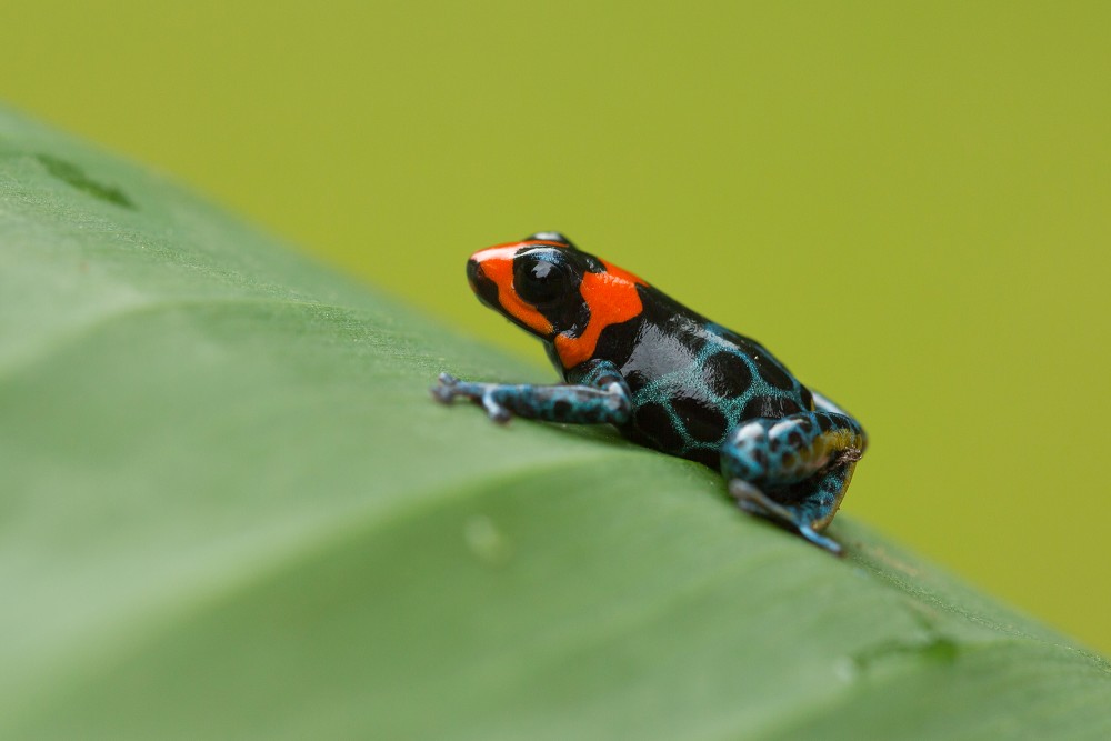 Dyeing dart frog 4