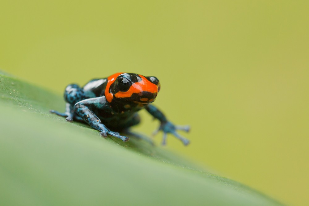 Dyeing dart frog 5