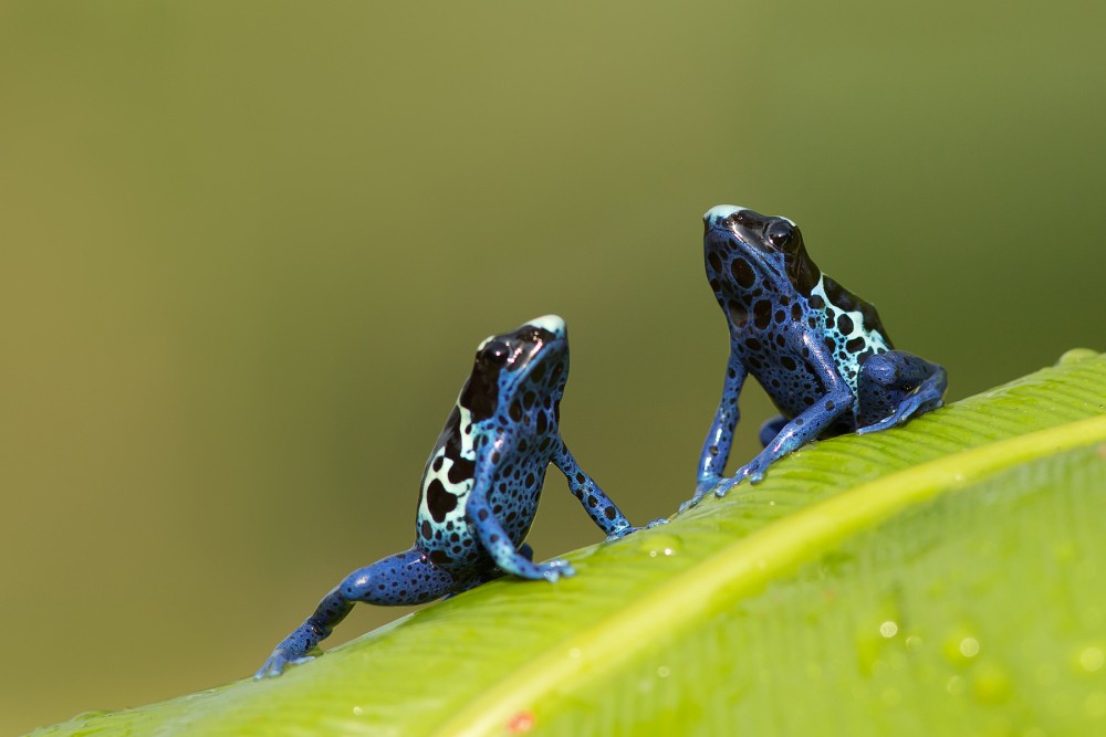 Dyeing dart frog 6