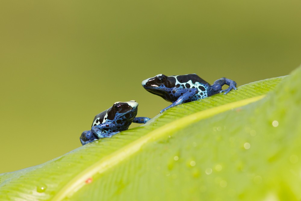 Dyeing dart frog 7