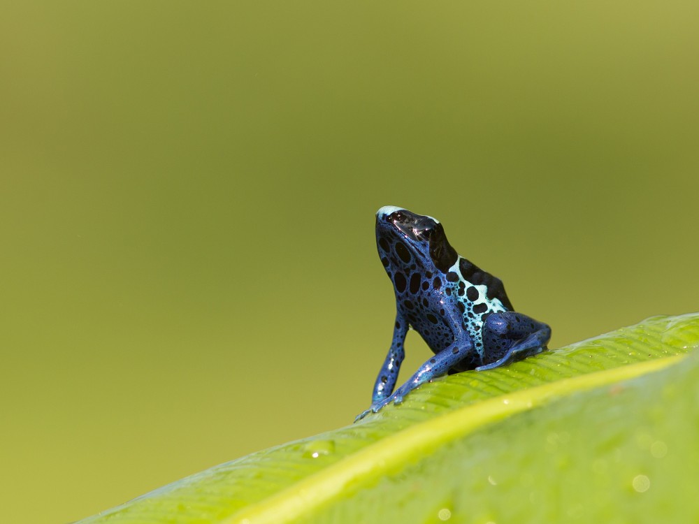 Dyeing dart frog 9