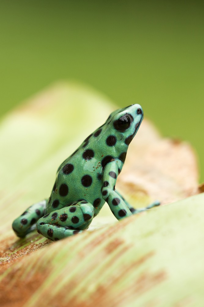 Dyeing dart frog photography 2