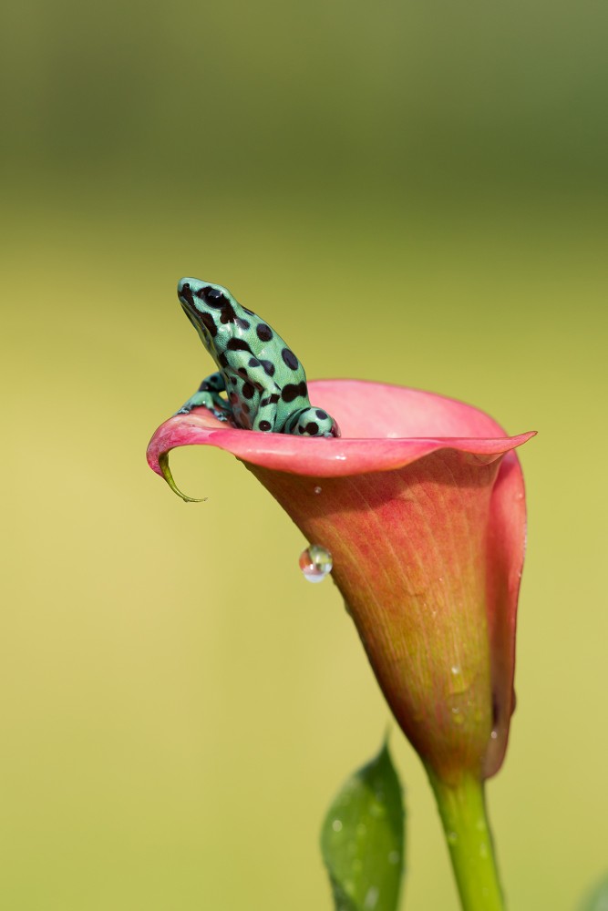 Dyeing dart frog photography 3