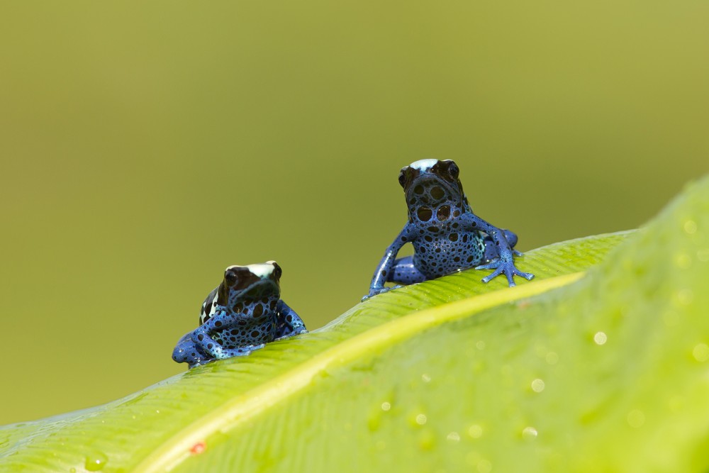 Dyeing dart frog photography 4