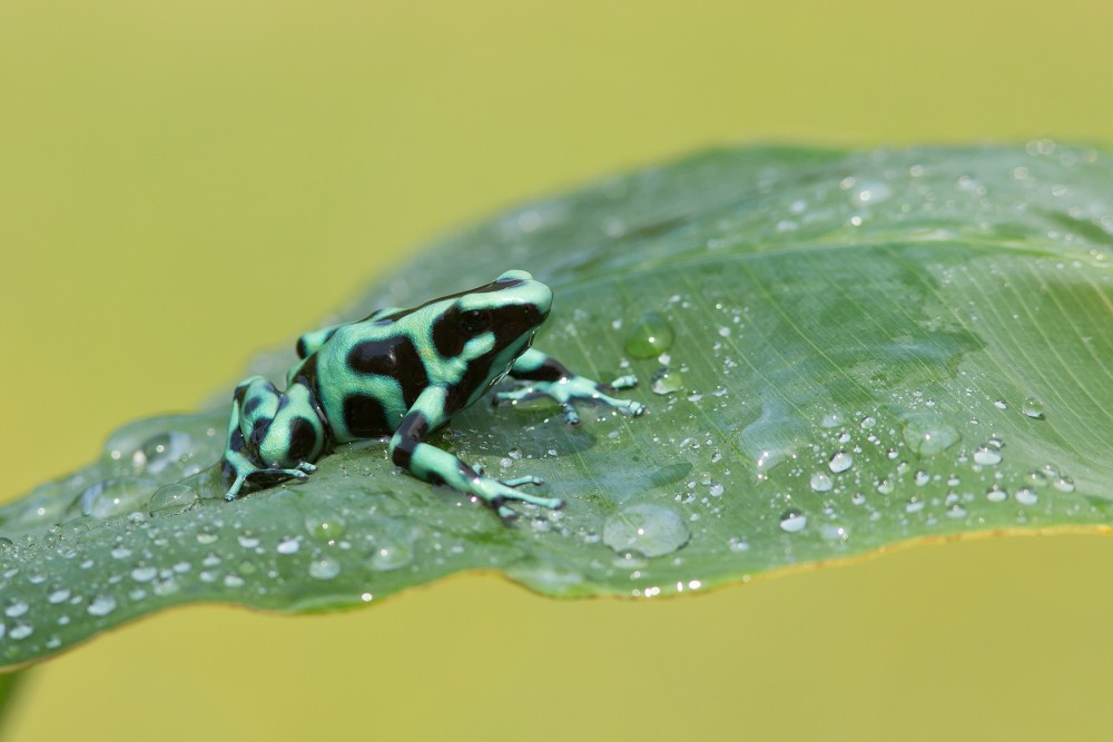 Dyeing dart frog photography 5