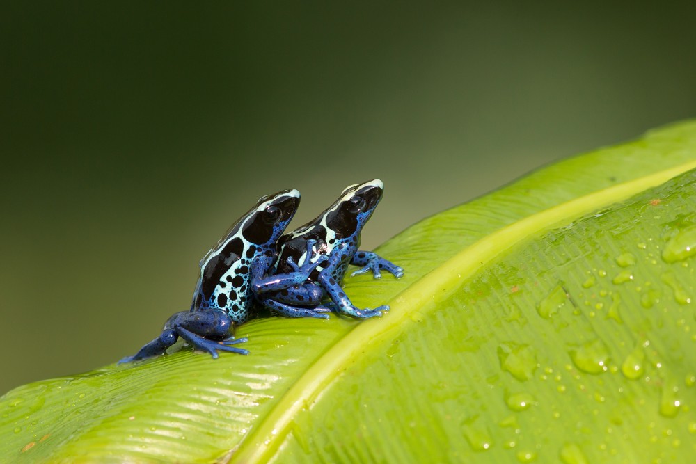 Dyeing dart frog photography 6