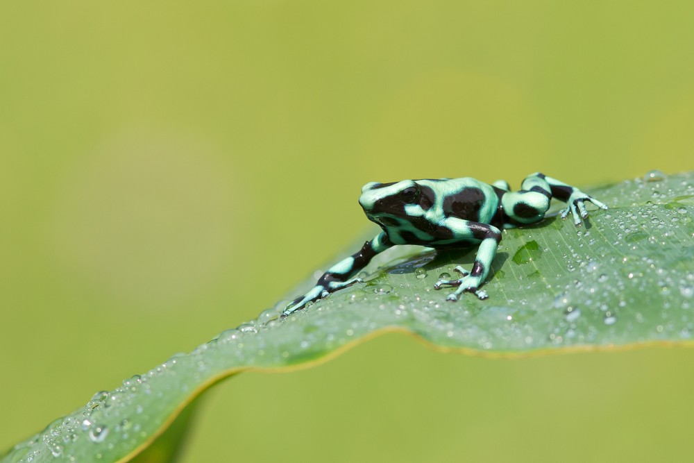 Dyeing dart frog photography 7