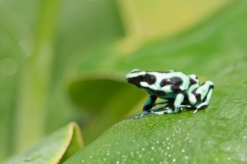 Dyeing dart frog photography 8