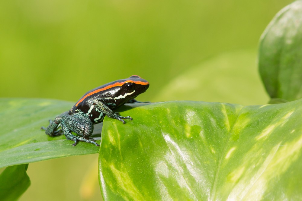 Dyeing dart frog photography