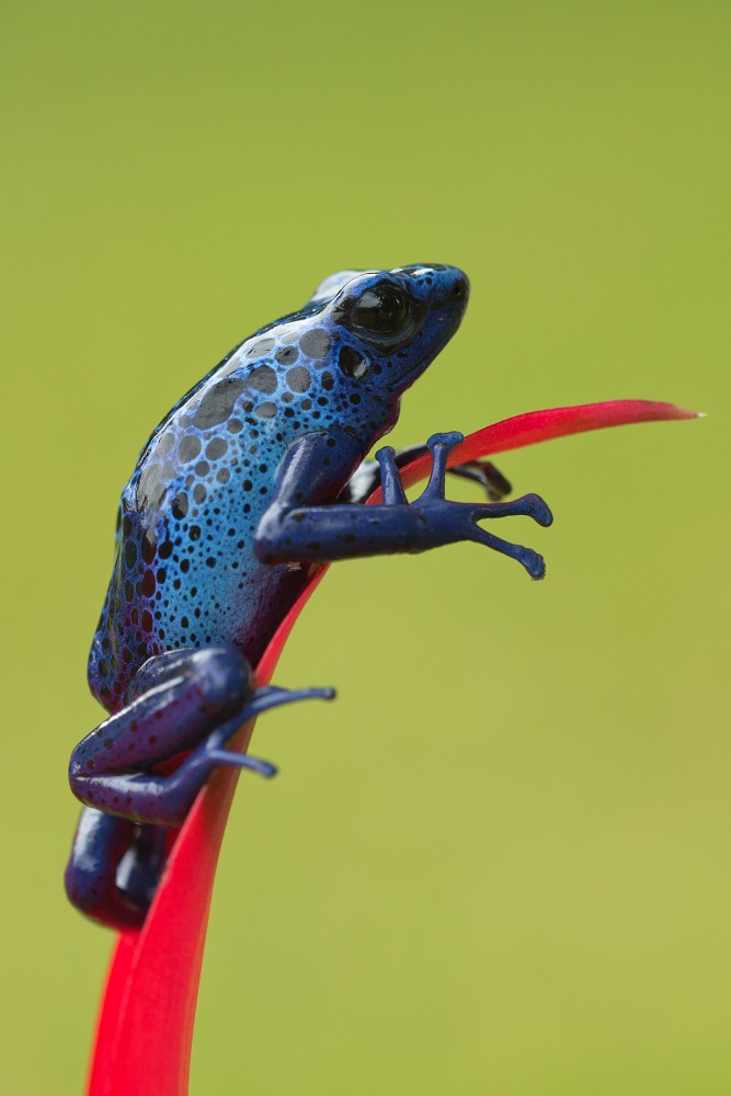 Dyeing dart frog