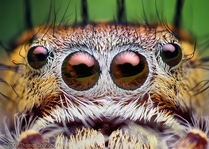 Macro Photography Mystaceus Spider eyes 2