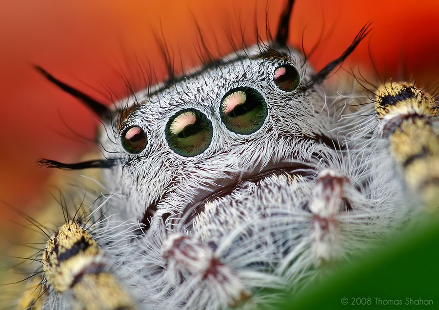 Macro Photography Mystaceus Spider