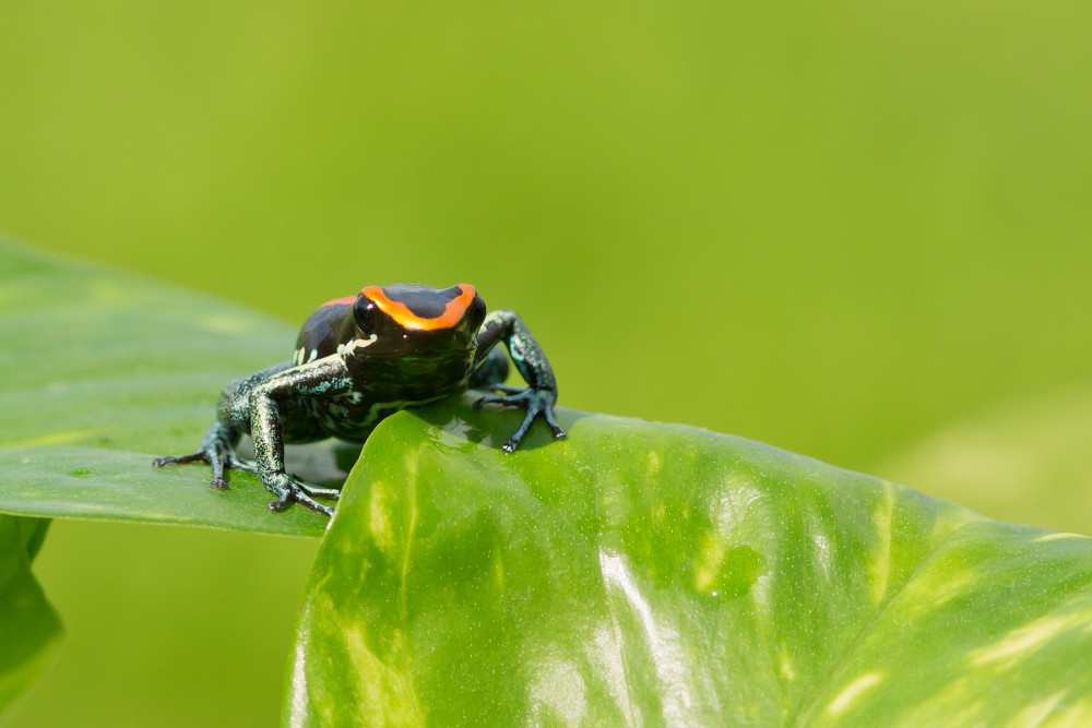 close up Dyeing dart frog photography 2