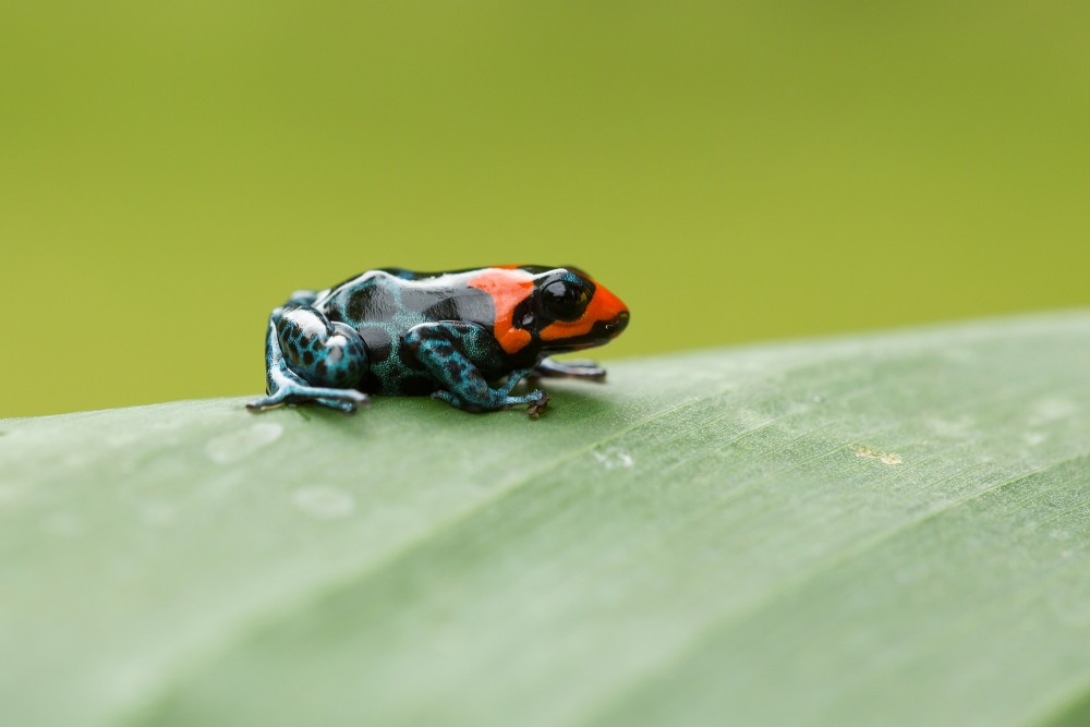 close up Dyeing dart frog photography 4