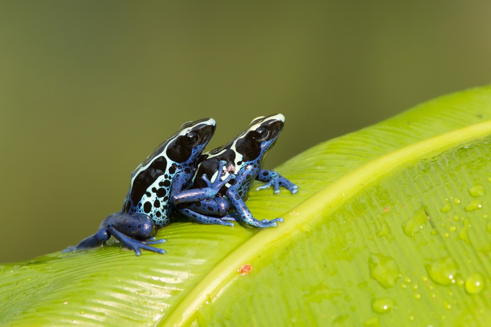 close up Dyeing dart frog photography 5