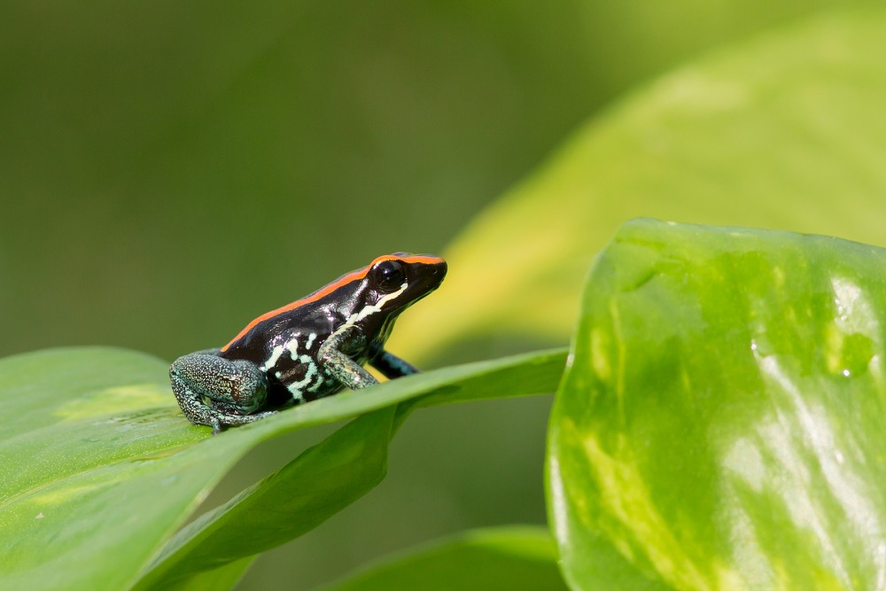 close up Dyeing dart frog photography