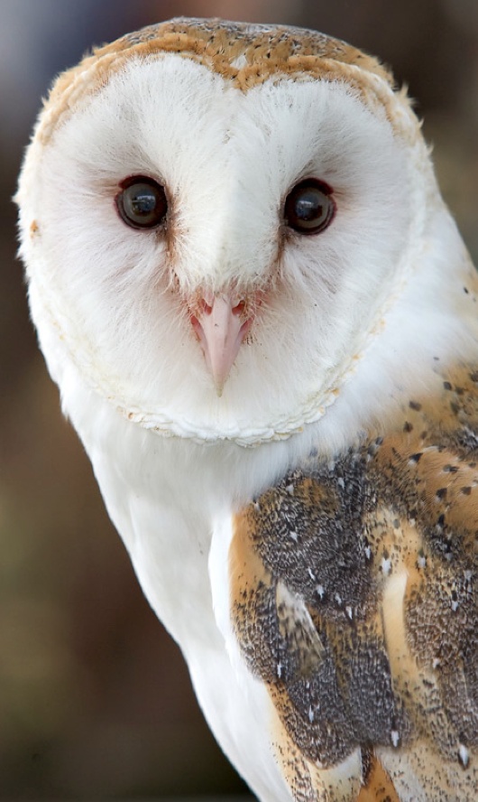 cute owl photography