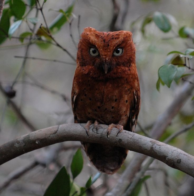 elegant owl photography 2