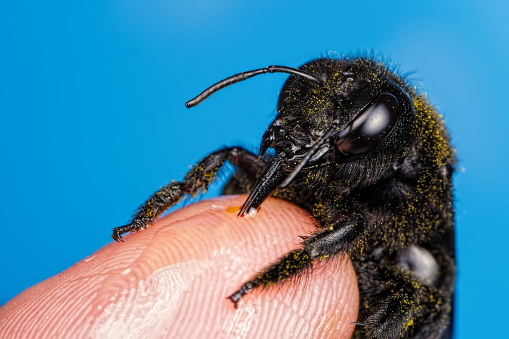 incredible close-up macro photography of insect 4