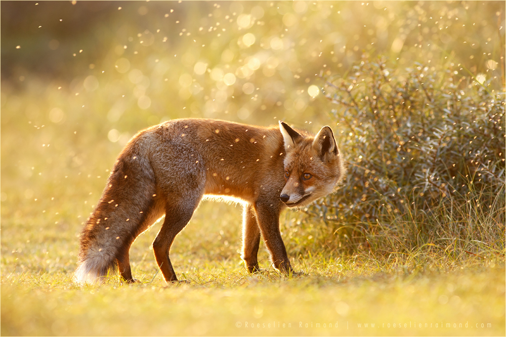 life captured photography of animal