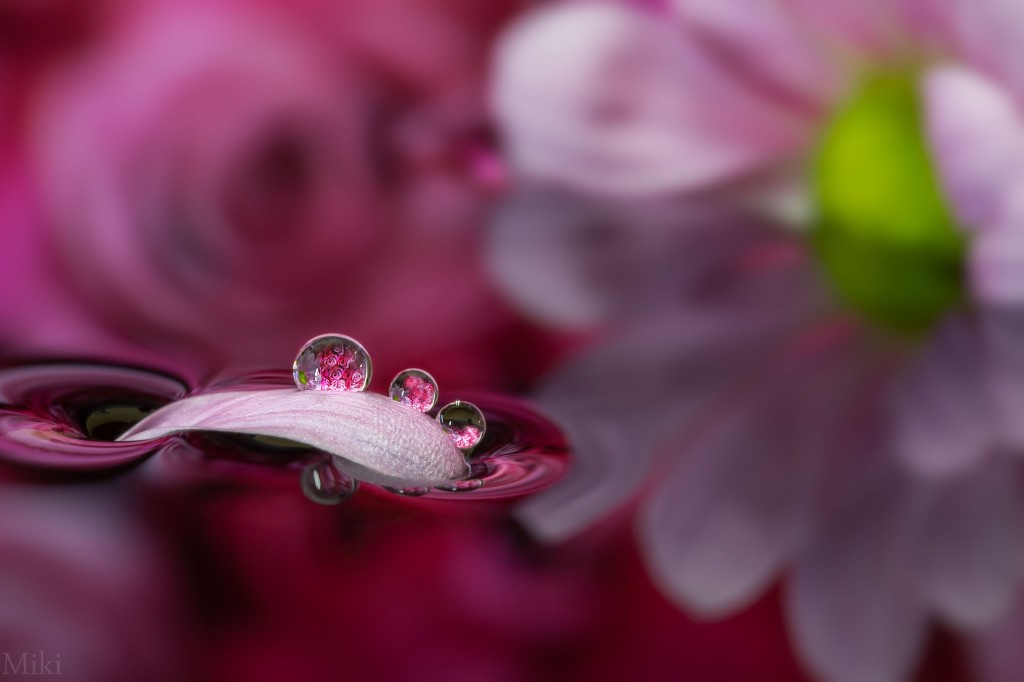 Beautiful Macro Photography Of Nature | 99inspiration