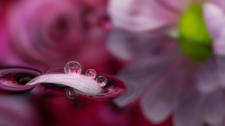 Beautiful Macro Photography of Nature | 99inspiration