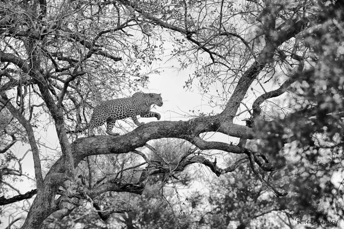 Amazing Black and White Animals Photography