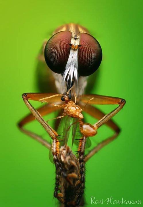 Amazing macro photography of insect