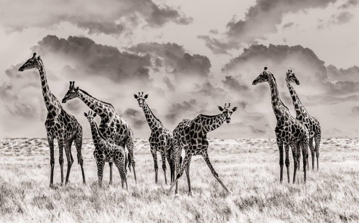 Beauty Black and White Animals Photography