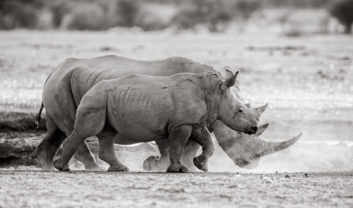 Impressive Black and White Animals Photography by Peter Delaney ...