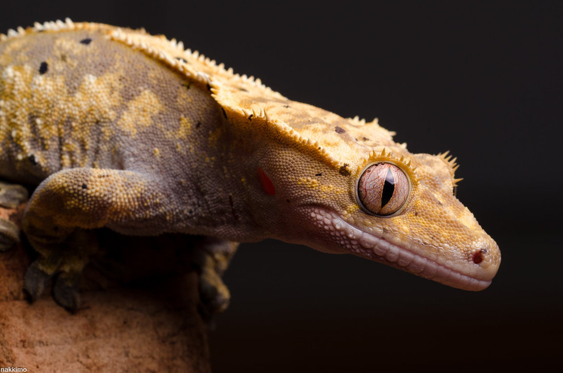 Macro Photography of Gecko Face by Nakkimo | 99inspiration