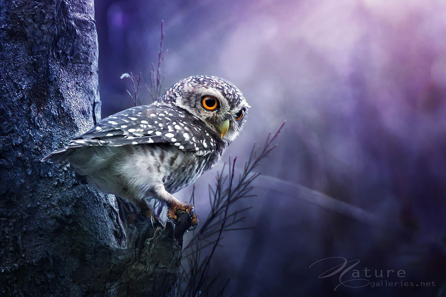 Best Owl Photography Captures 13