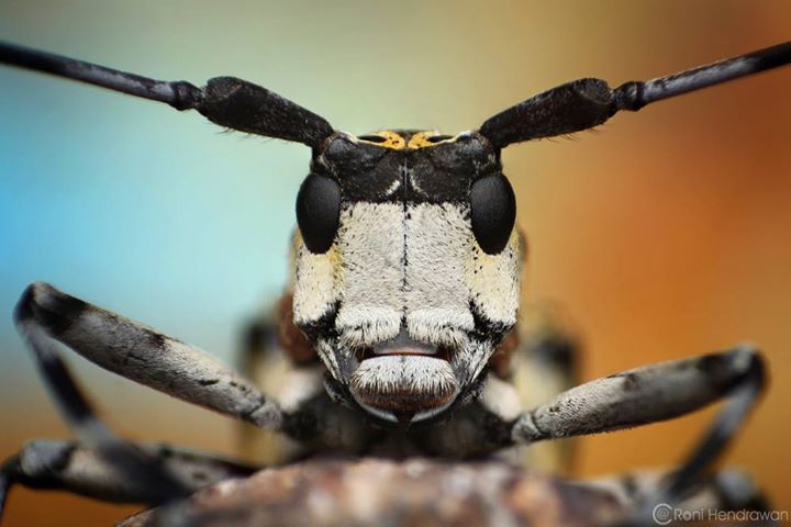 wonderful macro photography of insect