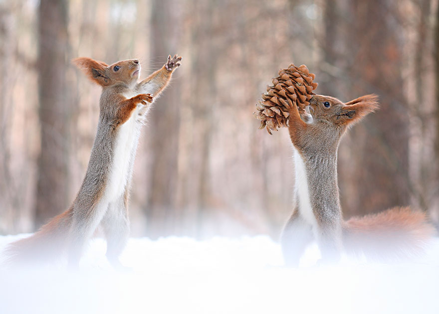 Adorable Squirrel Photography - Vadim Trunov 02