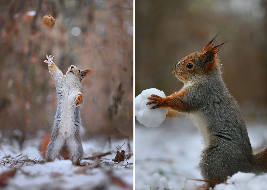 Adorable Squirrel Photography poses - Vadim Trunov 01