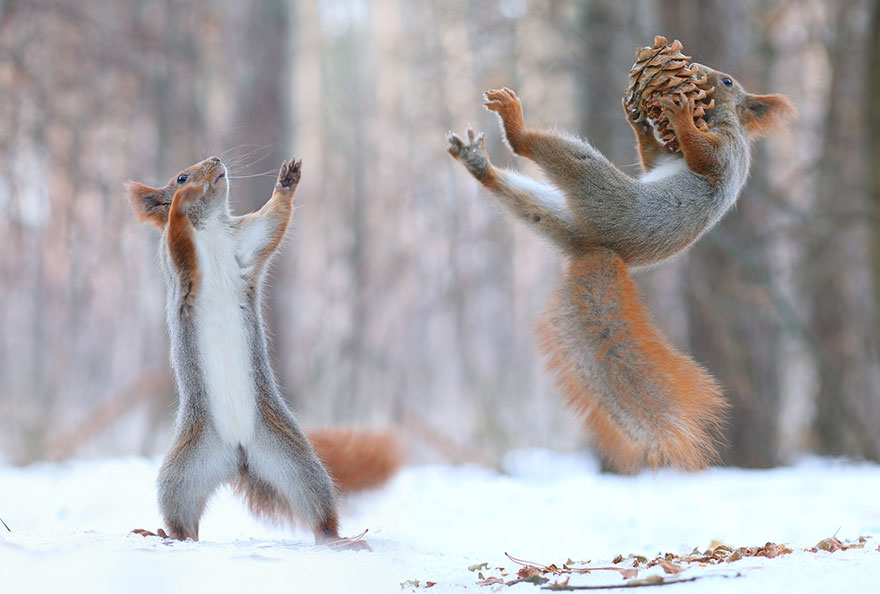 Adorable Squirrel photos - Vadim Trunov 01