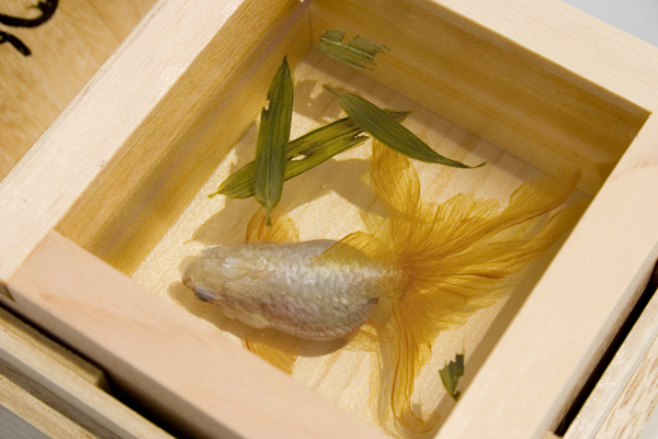 Amazing Detailed 3D Fish Paintings-Riusuke-Fukahori