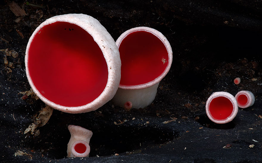 Amazing Mashrooms photography - Steve Axford 01