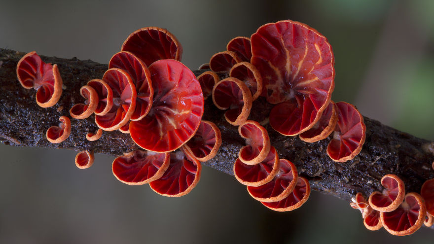 Amazing world Mashrooms Photography - Steve Axford 03