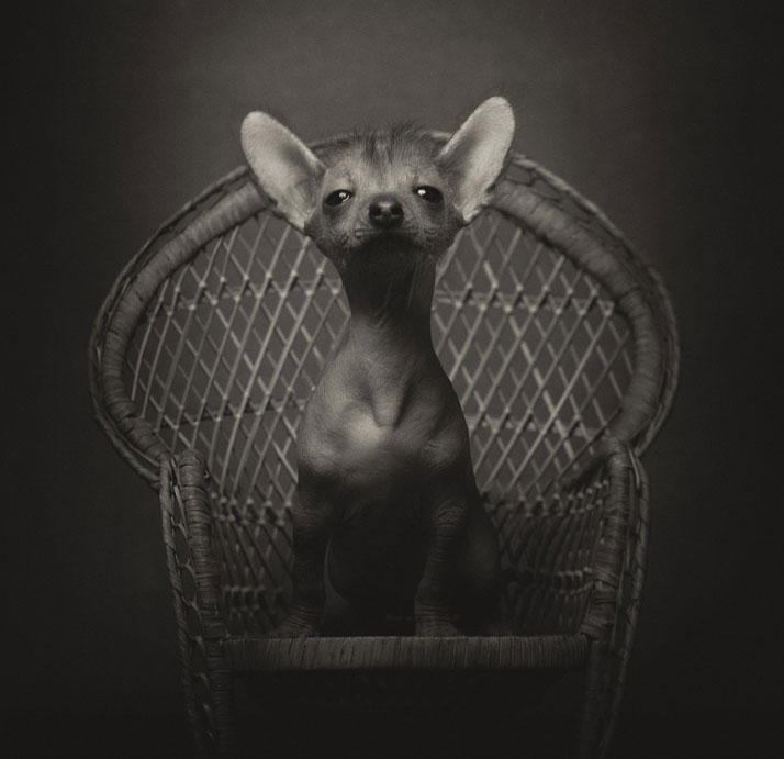 Animal Human Portraits Photography-Vincent Legrange 01