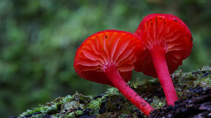 Australian Mashrooms photography - Steve Axford 01