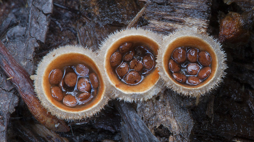 Beautiful world Mashrooms Photography - Steve Axford 01