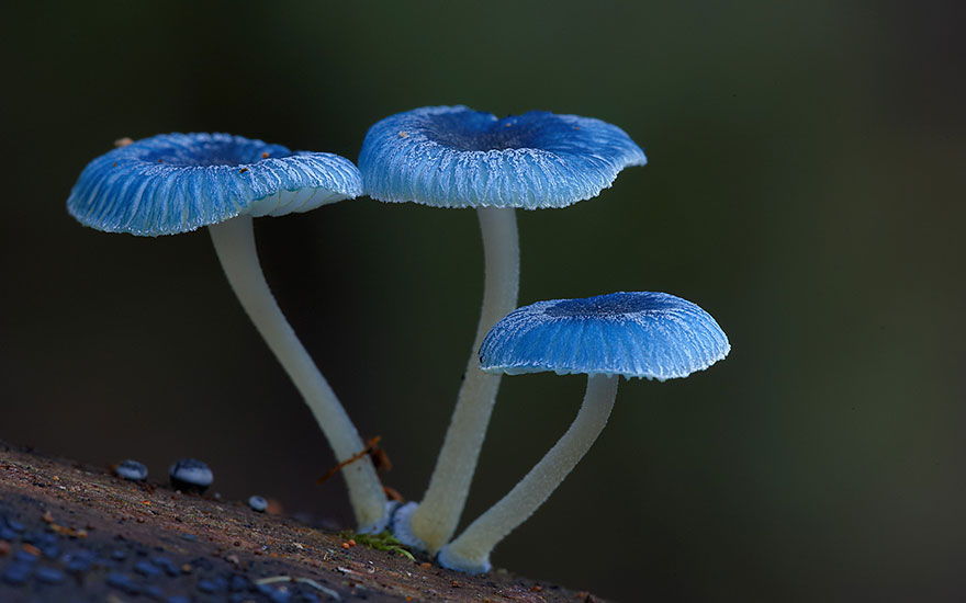 Beauty Mashrooms photography - Steve Axford 01