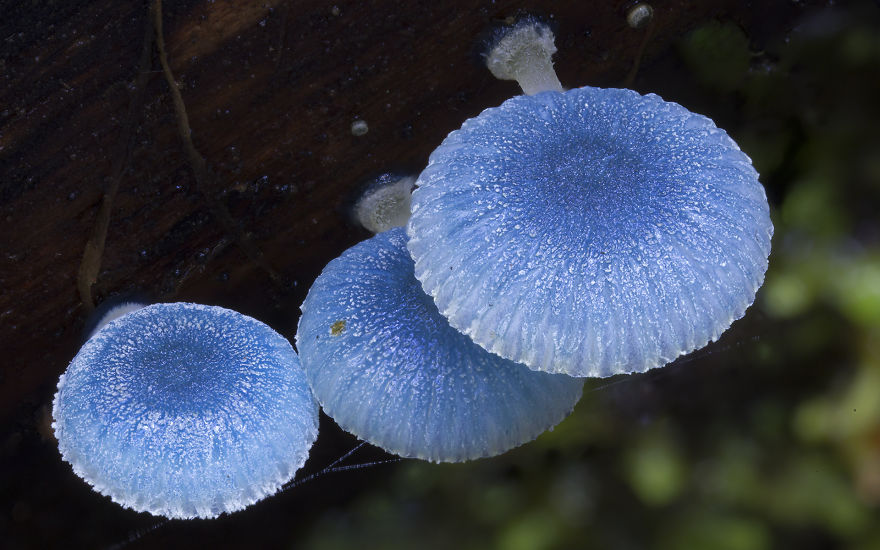 Beauty macro world Mashrooms Photography - Steve Axford 01