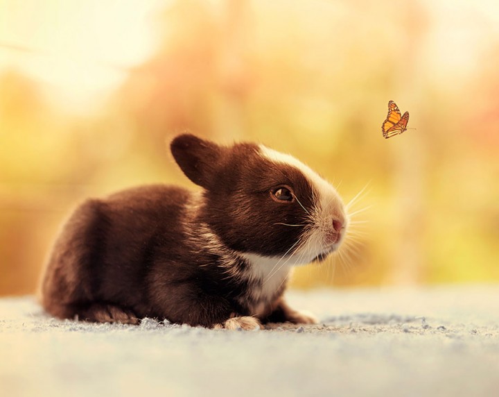 Cute  Baby Bunnies photography Growing up