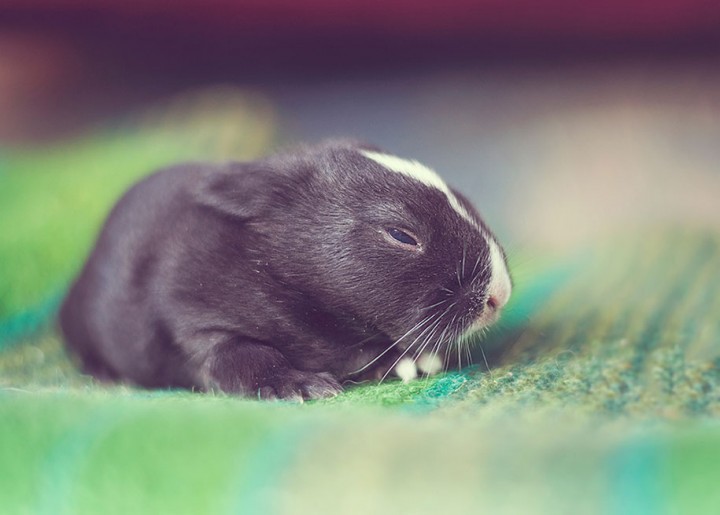 Cute  Baby Bunnies photography Growing