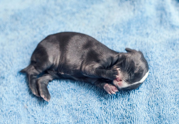 Cute  Baby Bunnies photography growth